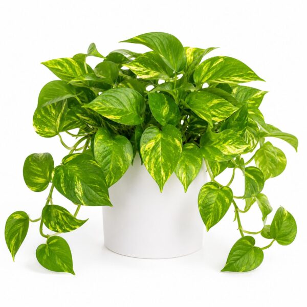 Types of Pothos Plants: 20 Stunning Varieties for Every Indoor Garden