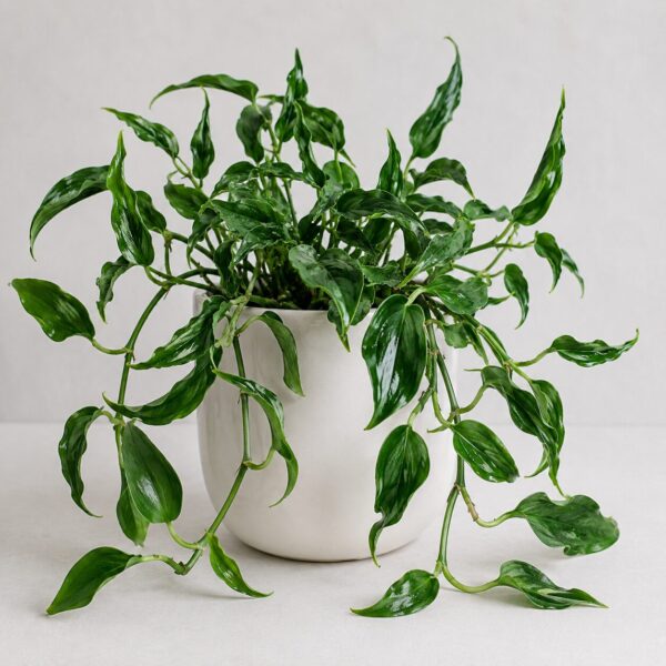Types of Pothos Plants: 20 Stunning Varieties for Every Indoor Garden