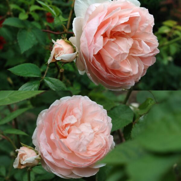Wildeve Rose: 15 Care Mistakes That Prevent Beautiful Blooms