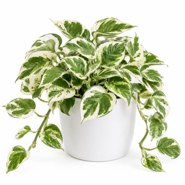 Types of Pothos Plants: 20 Stunning Varieties for Every Indoor Garden
