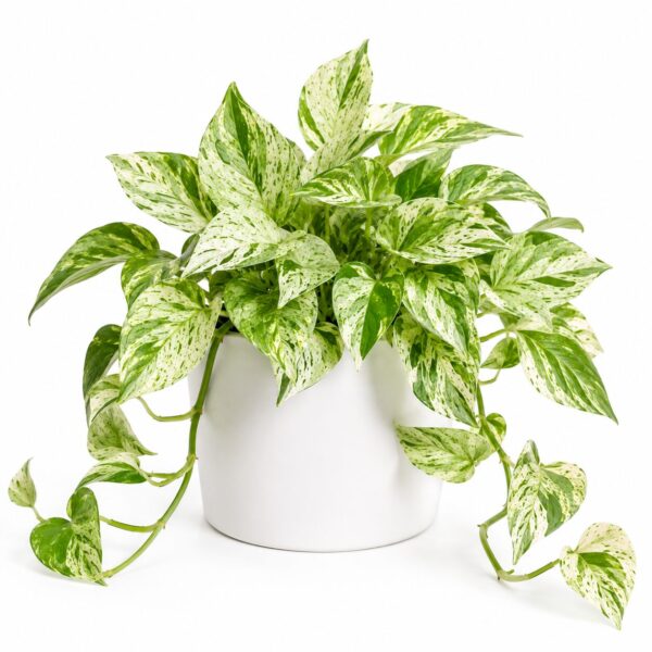 Types of Pothos Plants: 20 Stunning Varieties for Every Indoor Garden