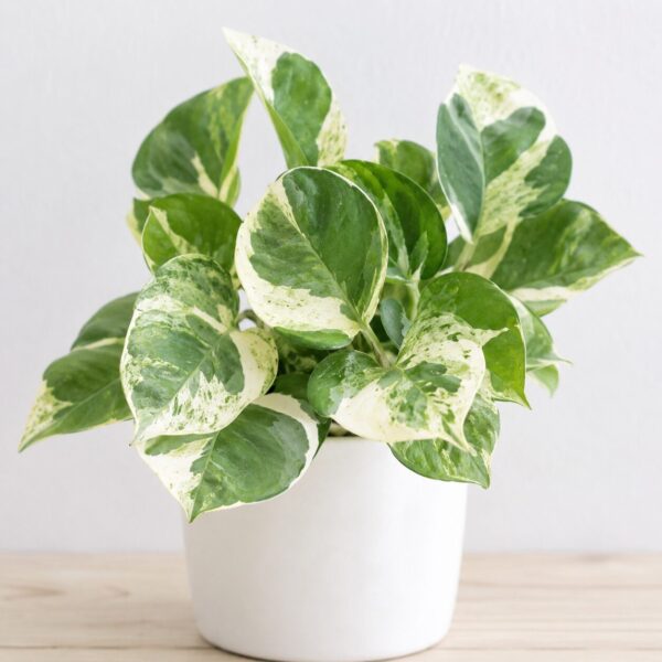 Types of Pothos Plants: 20 Stunning Varieties for Every Indoor Garden