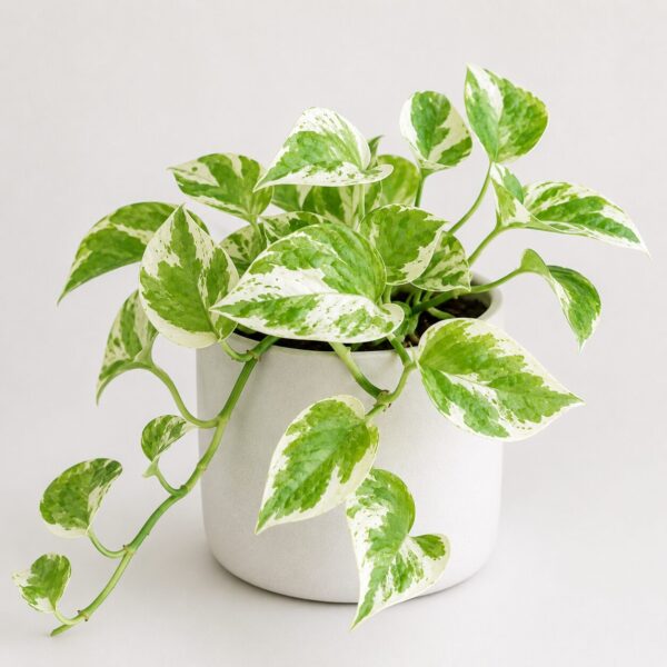 Types of Pothos Plants: 20 Stunning Varieties for Every Indoor Garden