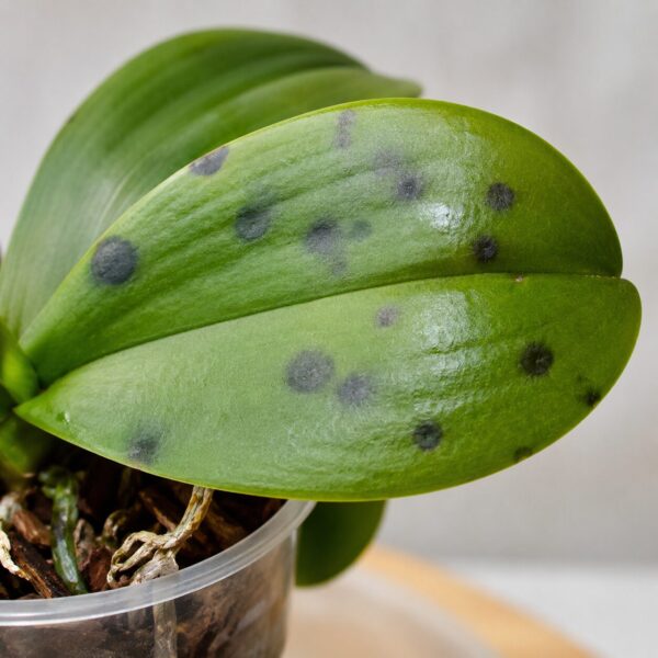 Black Spots on Phalaenopsis Leaves: 17 Best Prevention & Treatment Tips