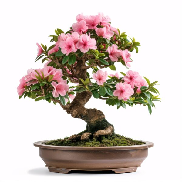 Azalea Bonsai: Complete Beginner's Guide + 20 Dos and Don'ts