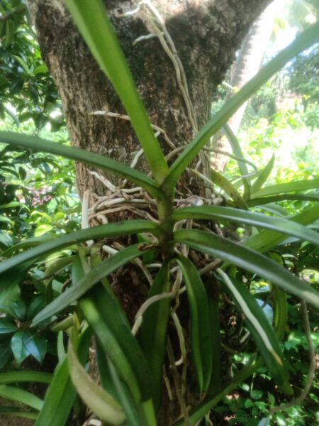 Orchid Not Growing New Roots? 16 Best Reasons and Proven Fixes