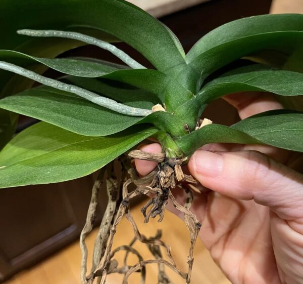 Orchid Not Growing New Roots? 16 Best Reasons and Proven Fixes