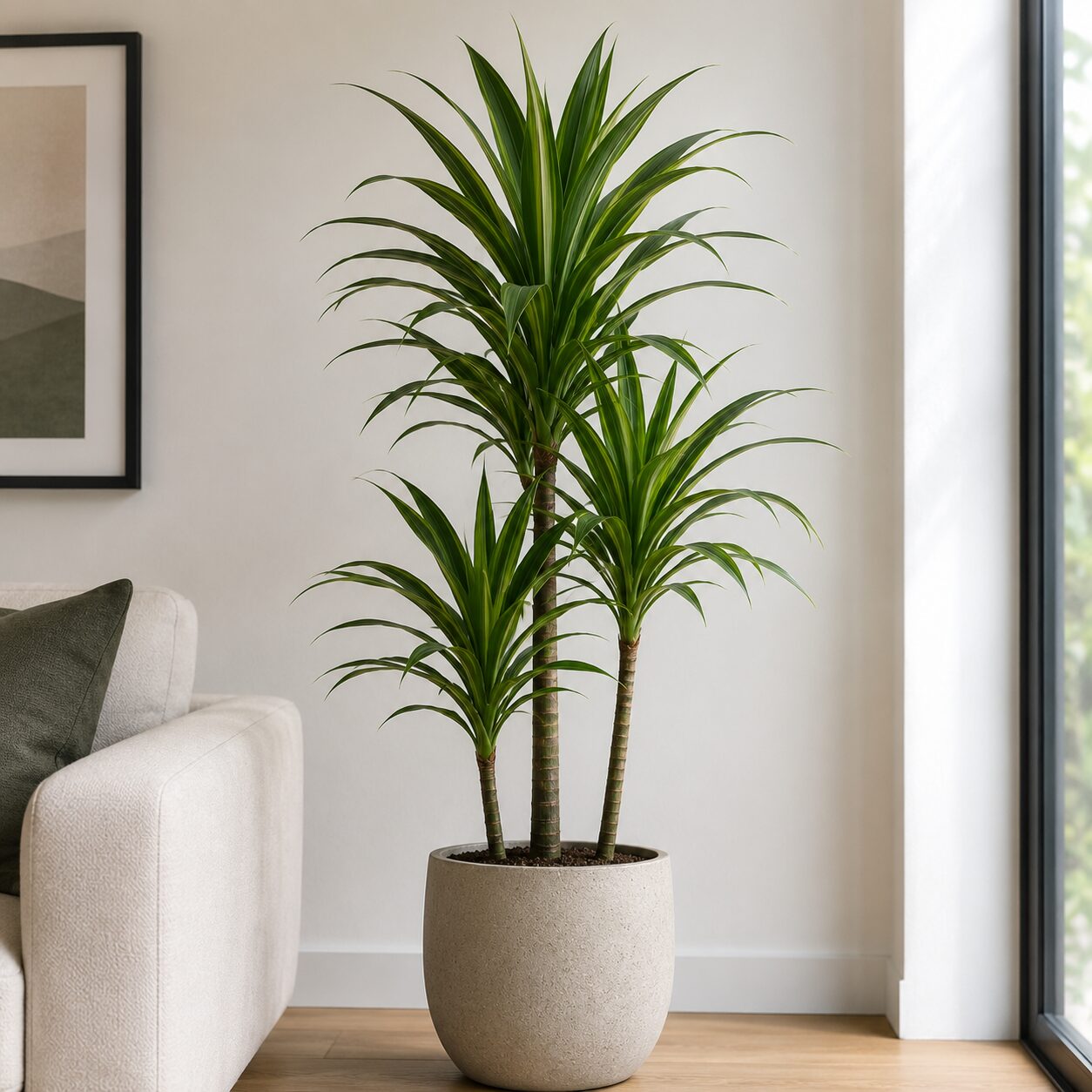 Low-Light Houseplants - Corn Plant (Dracaena fragrans) growing in low light