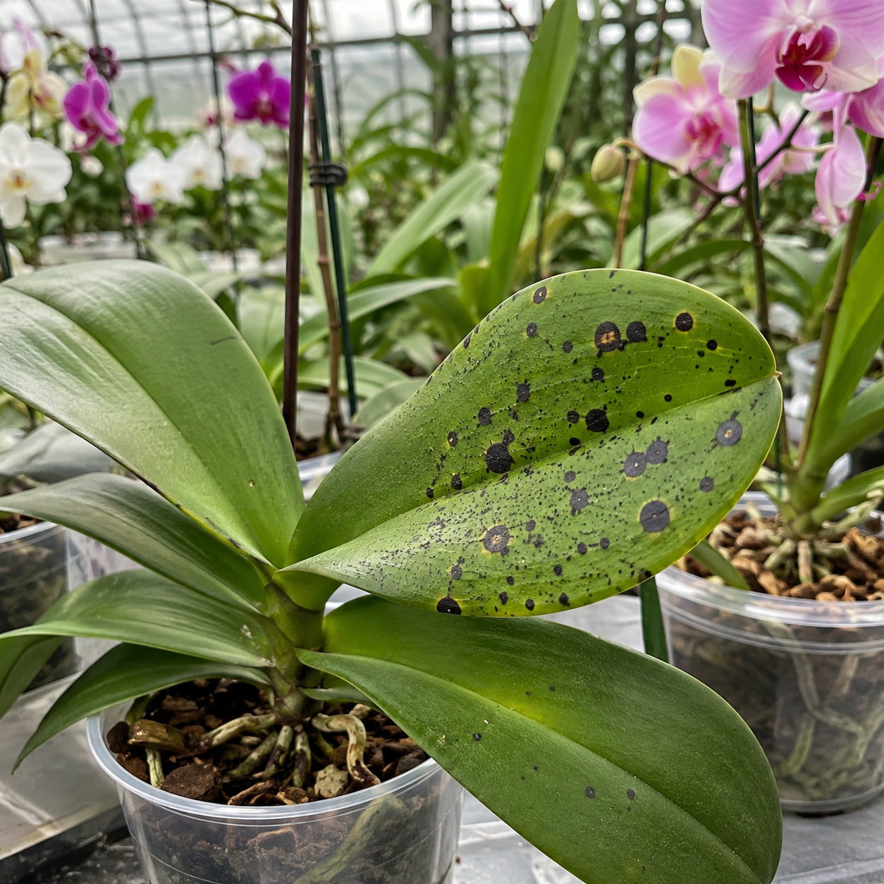 Orchid Leaf Spots: 18 Different Types, Causes & Exact Cures for Each