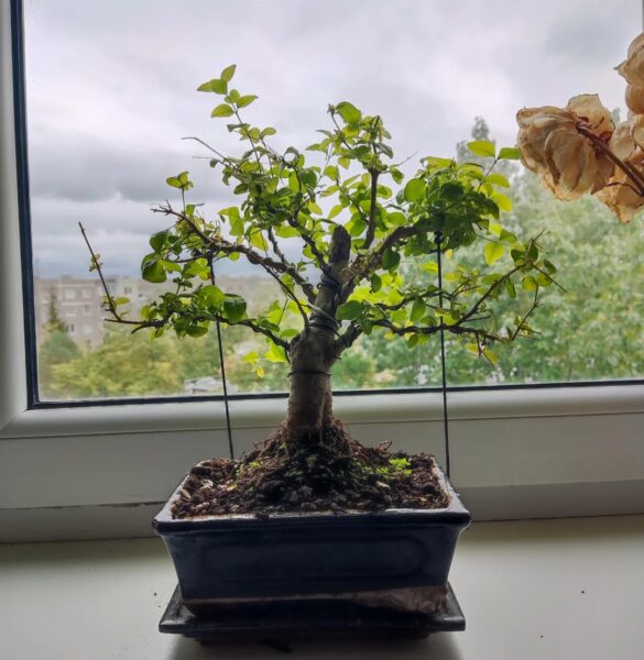 Bonsai Guy Wire: 12 Essential Steps for Wiring and Training