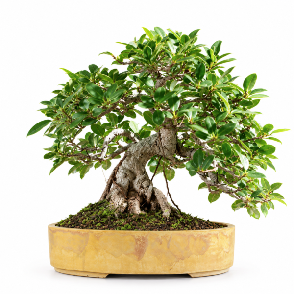 Green Island Ficus Bonsai: 21 Best Dos and Don'ts for Beginners